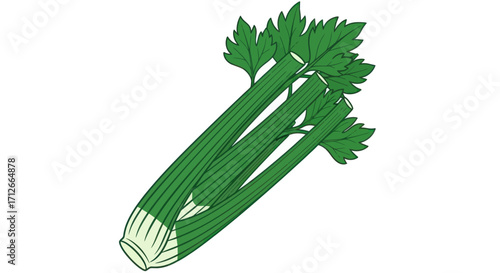 Fresh green celery stalk with lush leaves illustration.