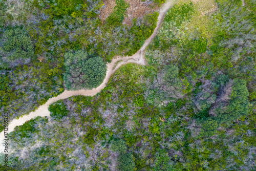 Drone aerial photograph of a dirt walking track lined with lush foliage going over a sand dune to a public beach in the Illawarra region of NSW, Australia.