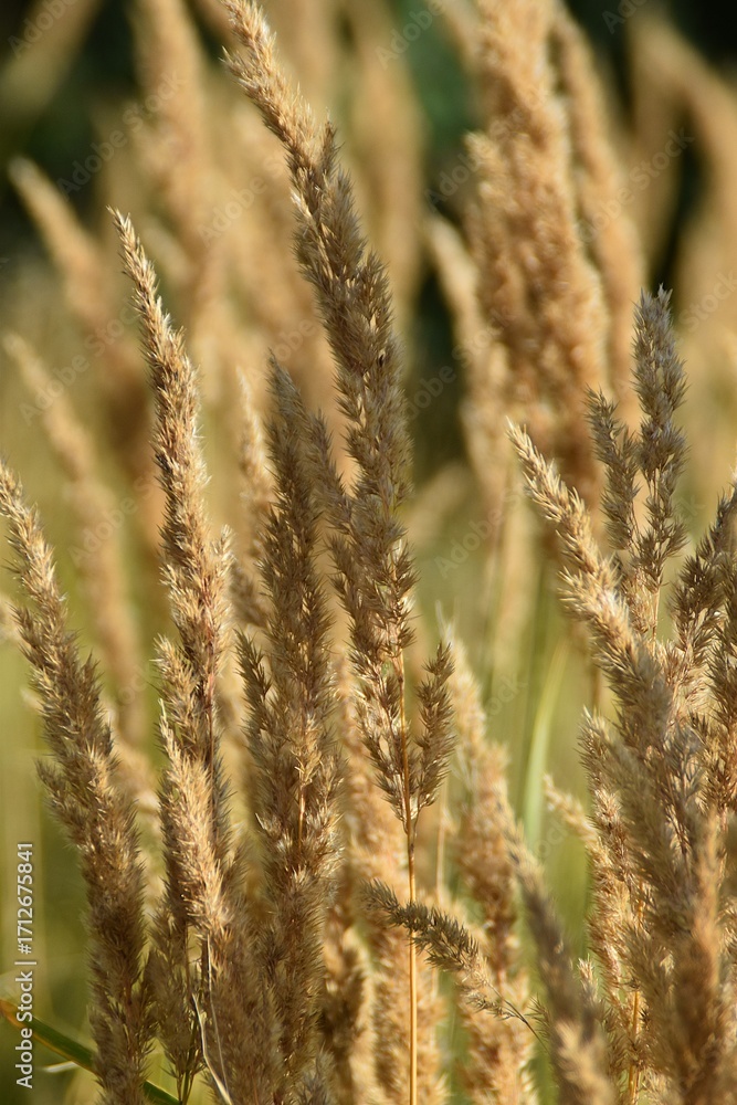 Fototapeta premium Grass in late summer.