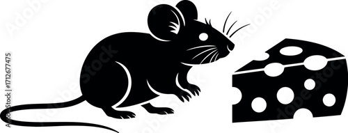 Curious black mouse cautiously approaching a slice of Swiss cheese