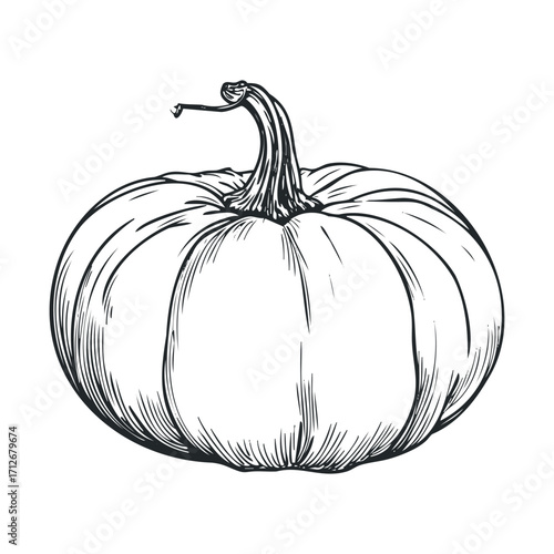 Realistic sketch of a pumpkin for autumn decoration ideas. Vector hand drawn illustration