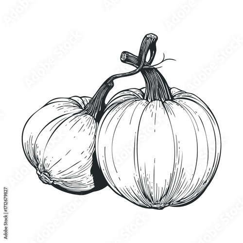 Unique pumpkins ready for autumn decoration and festive cooking ideas. Vector hand drawn illustration