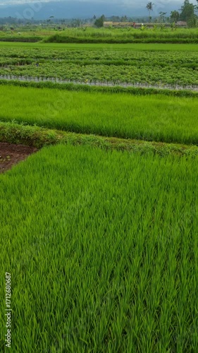 Aerial view of Mount Merapi volcano surrounded by lush green farmland and rural landscape in Java, Indonesia. Scenic volcanic terrain and cultivated hills under clear blue sky.