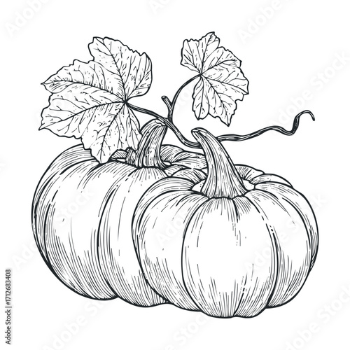Pumpkins with leafy vines for fall harvest or decoration theme. Vector hand drawn illustration