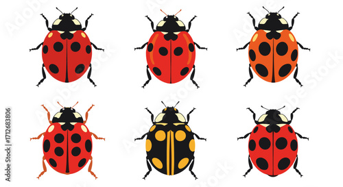 Collection of Six Different Ladybugs Isolated on White Background.