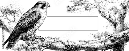 Vintage falcon perched on branch with frame for banner design