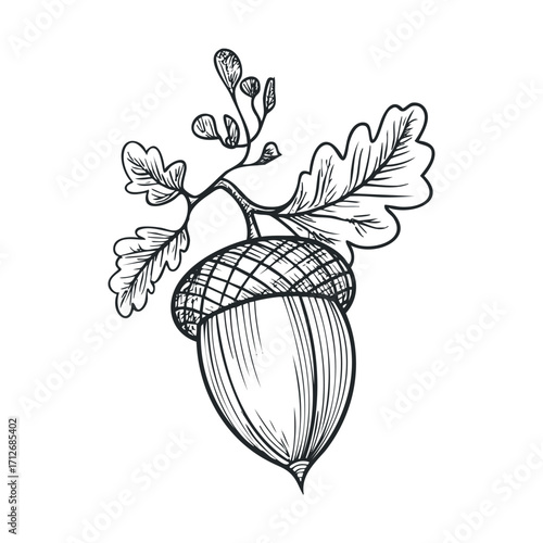 Acorn illustration with leaves and twigs for nature designs. Vector hand drawn illustration