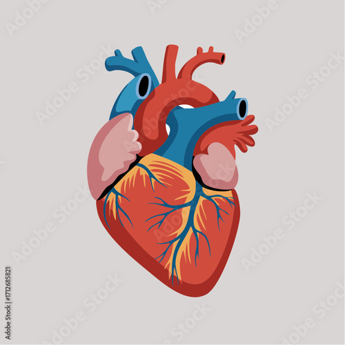 human heart anatomy model