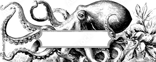 Vintage squid frame illustration with banner for nautical design