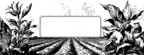 Vintage farm frame with sunlit fields and corn plants for label or poster design