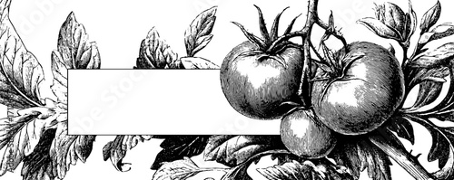 Vintage botanical banner with tomato plants for label design
