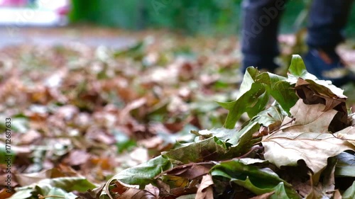A child plays with autumn leaves. A child runs through autumn leaves. Autumn leaves. 