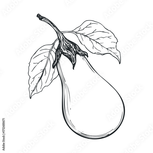 Hand drawn eggplant with leaves, ideal for culinary designs. Vector hand drawn illustration