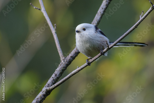 Long-tailed Tit perched on the branch 