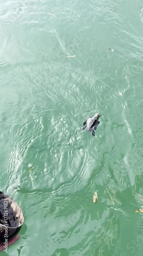 Releasing Baby Turtles into the sea on Sanur Beach Bali Indonesia - Turtle Release Event