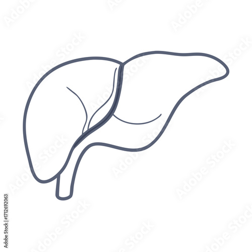 Stylized line drawing of a human liver isolated on transparent background