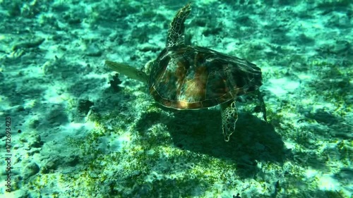 Cinematic Turtle slowly swimming relaxed empty clear blue ocean taking breath swim from coral to open sea with sun rays. bali indonesia gili islands underwater snorkel snorkelling marine life