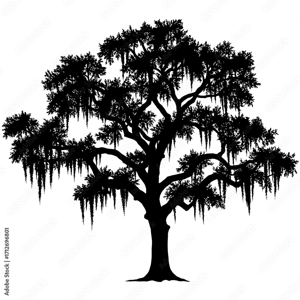 Silhouette of a large majestic southern live oak tree with spanish moss hanging gracefully isolated on white background