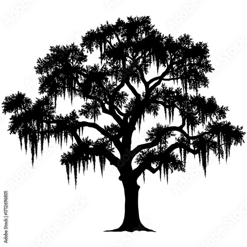 Silhouette of a large majestic southern live oak tree with spanish moss hanging gracefully isolated on white background