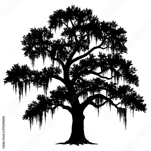 Majestic silhouette of a live oak tree adorned with spanish moss outdoor scene isolated on white background