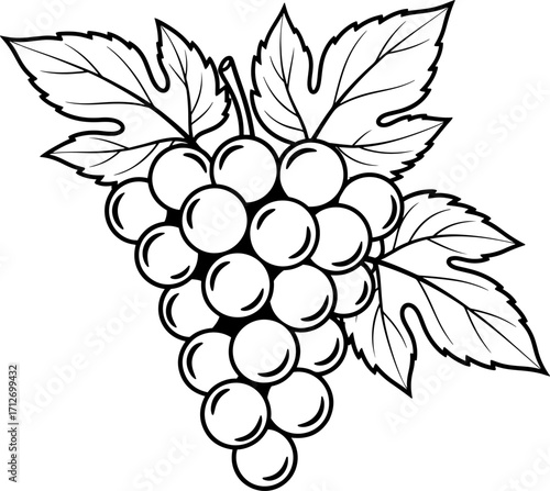 Hand drawn bunch of grapes with leaves sketch artistic black and white botanical fruit drawing harvest celebration vineyard food ingredient