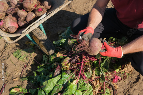 Farmer holding a beetroot and a knife in his hands after harvesting. Farm-fresh produce eco farm garden lifestyle