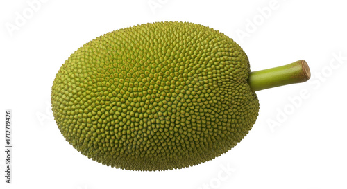 Isolated unripe jackfruit whole, the tropical fruit growing in Southeast Asia or India, raw