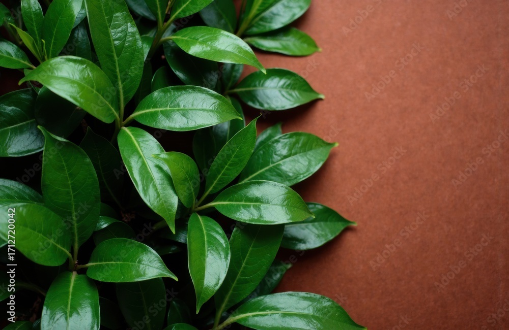 Fototapeta premium Lush green leaves of a plant arranged on a warm brown background