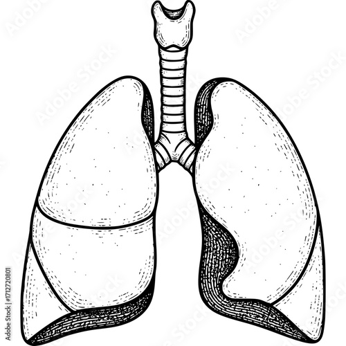 Vector art design of the human heart and lungs with a