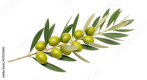 Isolated sprig of green olives with long leaves, healthy food ingredients, vegetarian