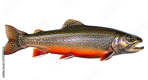 Obraz na plátně Isolated Brook Trout with mouth open viewed from the side against a light-colore