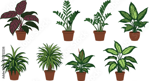 Collection of potted houseplants on white background on transparent background