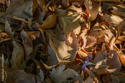 Dry platanus leaves glowing in sunlight macro