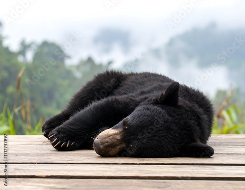 Wallpaper Mural Sleepy black bear cub resting on a wooden platform, misty forest background Torontodigital.ca