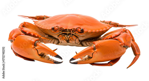 Isolated cooked Chesapeake Bay blue crab ready to eat, a popular seafood and regional food