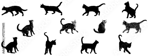 Silhouette black cats set on white background