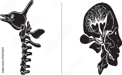 Anatomical illustrations showcasing the human brain and spinal column in black ink