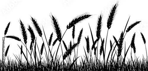 Wheat grain agriculture harvest growth field plant silhouette vector illustration
