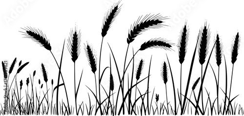 Wheat grain agriculture harvest growth field plant silhouette vector illustration
