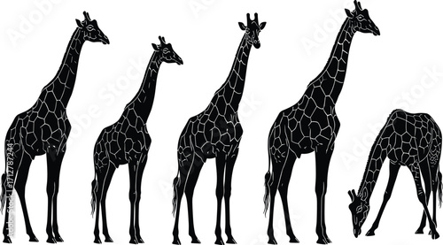 Five giraffes in various poses black silhouette with white pattern outlines, African wildlife safari animal illustration, standing and bending vector art