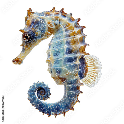 Detailed macro shot of a seahorse with intricate patterns and textures isolated on a transparent background