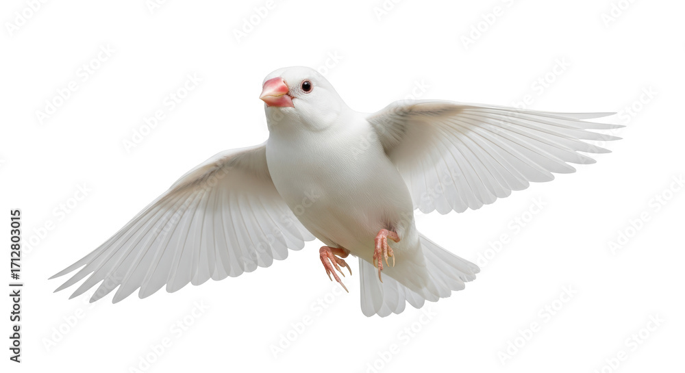 Obraz premium Isolated Java sparrow with wings spread, facing camera, perched in mid-air, graceful, wild