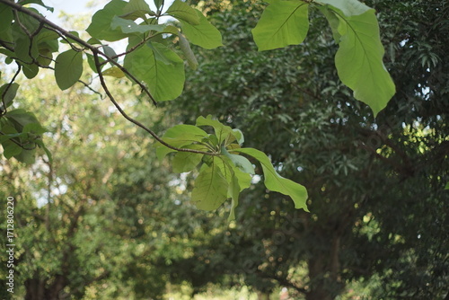 Lush Green Leaves in a Tropical Forest Setting