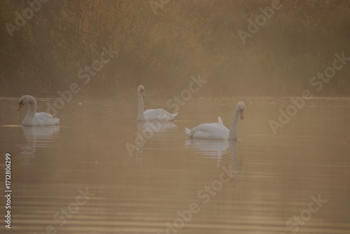 swans on the river at dawn