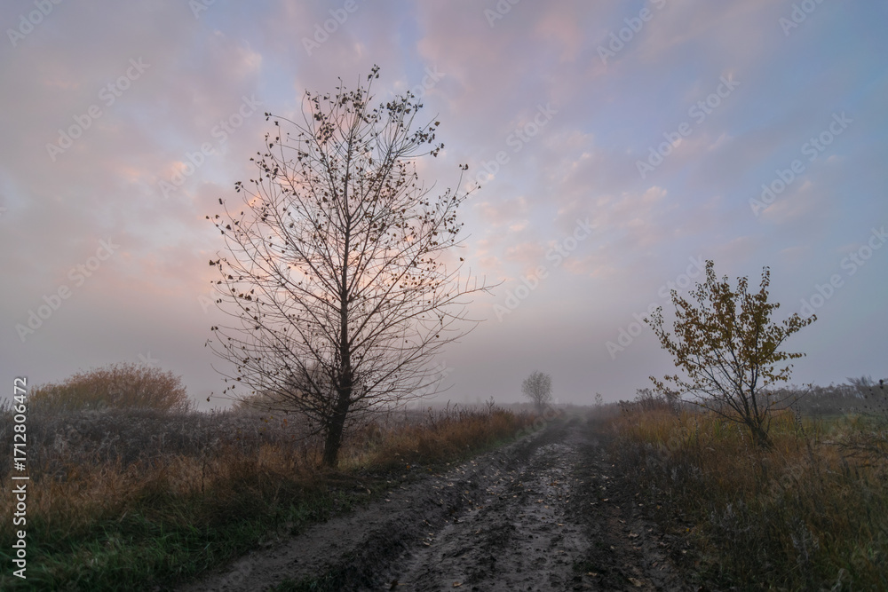 Fototapeta premium road in the fog