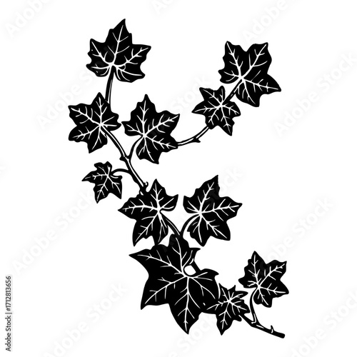 Ivy Branch