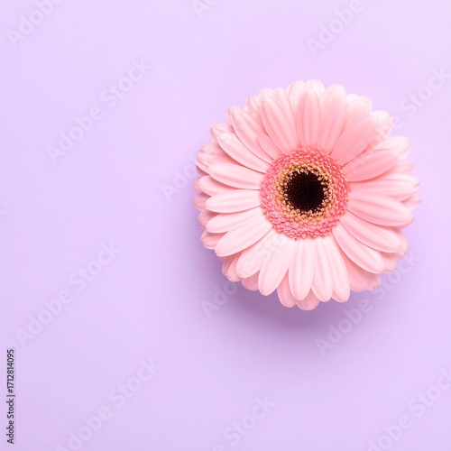 Single pink gerbera on lavender background