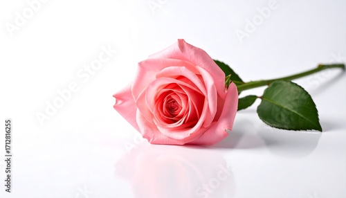 Single pink rose on white background