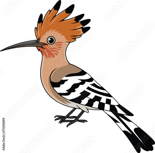 Cartoon Hoopoe Bird with Crest and Long Beak on White Background Keywords: hoopoe, bird, cartoon, illustration, crested bird, long beak, wildlife