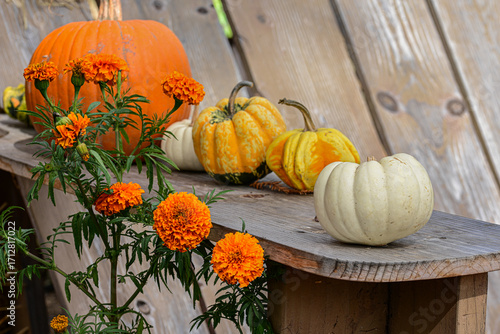 pumpkins and gourds Halloween decorations on wooden garden chair with marigolds in bloom